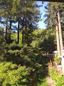 redwoodsfromdeck