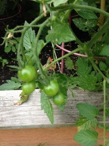 babytomatoes