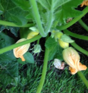 babyyellowsquash