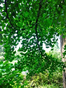 ginkcobranches