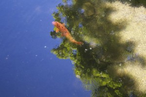 koi