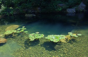 lilypads