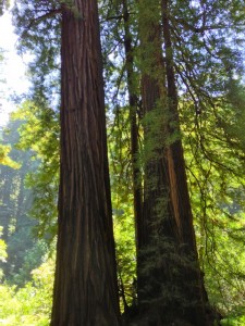 muirredwoods