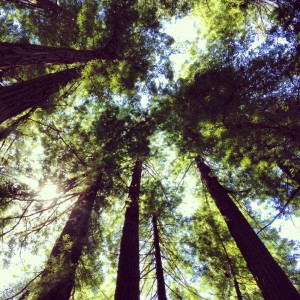 muirwoodscathedral