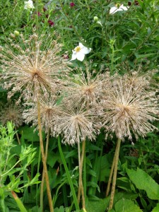 sunburstdriedflowers