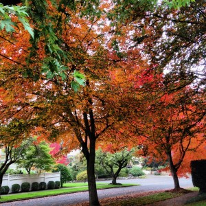 2013fallcolor