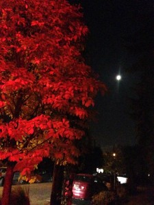 redtreewithmoon