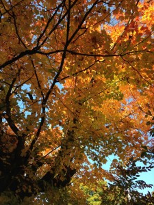 sunshineandfallcolor