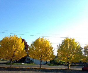 yellowtrees