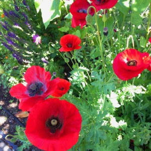 redpoppies