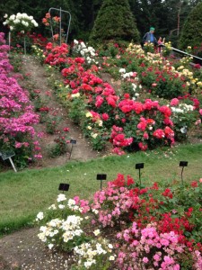 rosegarden2