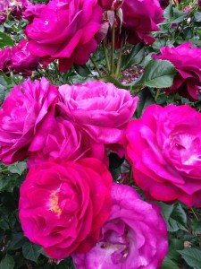 rosegarden4