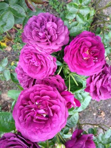rosegarden5