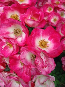 rosegarden9