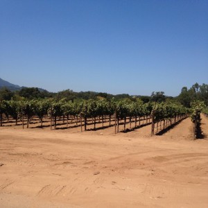 sonomavineyard