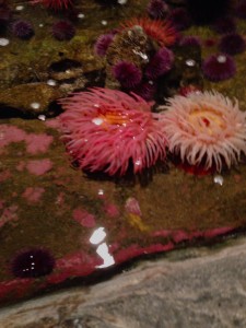 anenomes