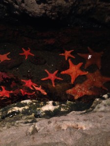 starfish