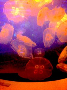 jellyfish