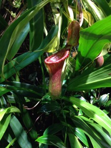 pitcherplant