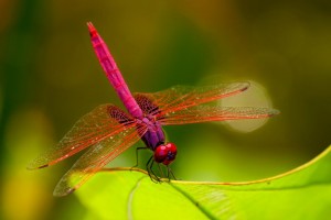 1318947739_Colourfull-dragonfly